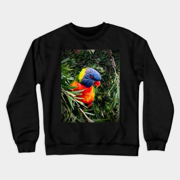 Rainbow lorikeet Crewneck Sweatshirt by Margo Humphries Art